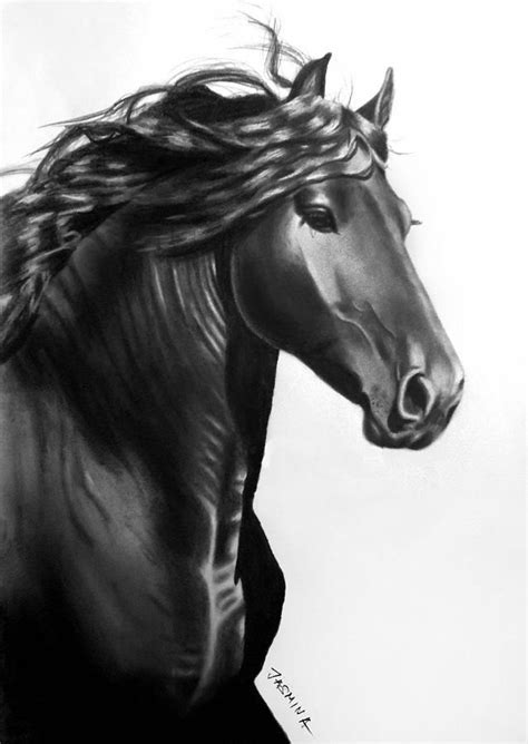 Pencil Beautiful Horse Drawing Ph
