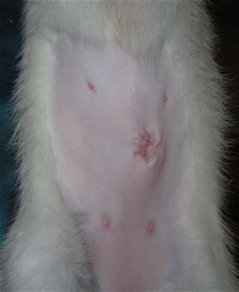While cats can be spayed or neutered at anytime, including when they're pregnant, it is best to get this procedure done as soon as they reach sexual maturity. Black&Tan Siamese kitten diary Fenya Spring 2014