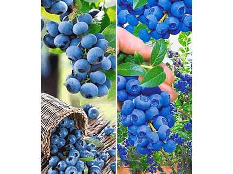 Heidelbeeren Reka Blue Und Hortblue 2 Pflanzen Beerenobst
