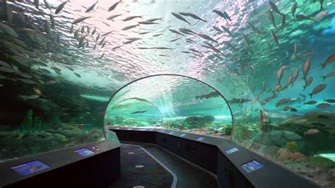 Ripleys Aquarium Of Canada Youtube