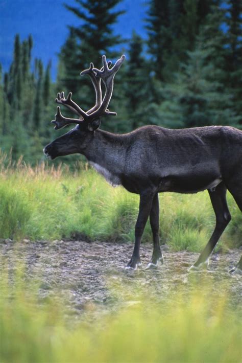 All Talk No Action On Boreal Caribou Habitat Protection Update Cpaws