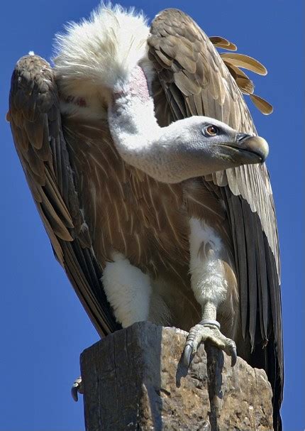 Erleben sie unsere greifvögel ab sofort bei den vorführungen freitag und samstag um 11:00 und 15:00 uhr und an sonn. GREIFVOGELZENTRUM RIEGERSBURG - Interreg