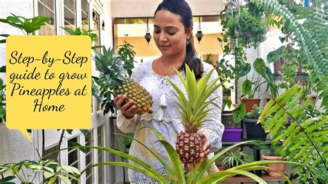 The Easiest Way To Grow Pineapples At Home Joy Of Growing Your Own