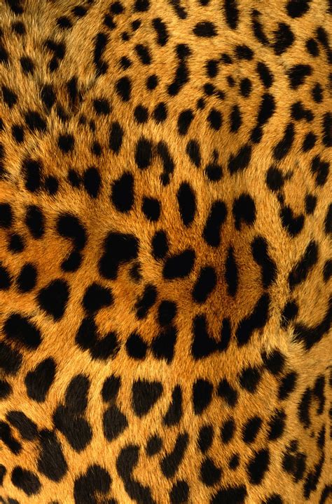 Check spelling or type a new query. Leopard Print Wallpapers High Quality | Download Free