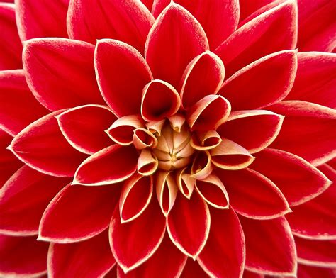 Close Up Photography Of Red Petaled Flower · Free Stock Photo