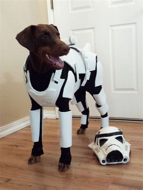 Star Wars Dog Dressed As Stormtrooper Has The Best Animal Costume This