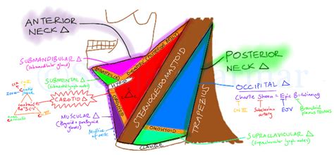 It descends between the median line and the anterior border of the sternocleidomastoideus, and, at the lower part of the neck, passes beneath that muscle to open into the termination of the. CRACKCast E044 - Neck Trauma - CanadiEM