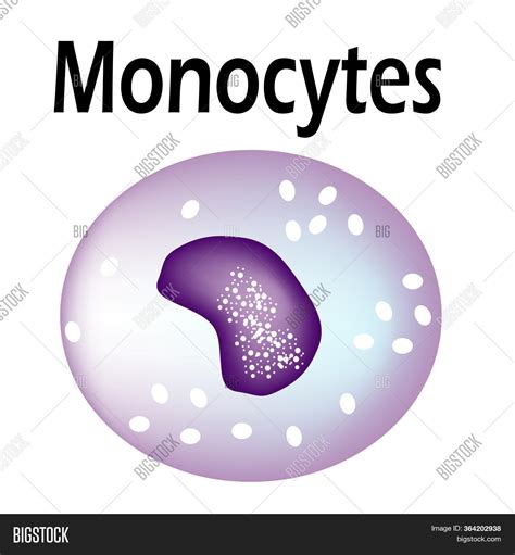 Structure Monocyte Image And Photo Free Trial Bigstock