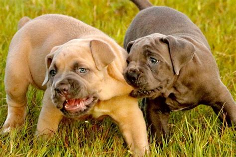 Finding my dog a new home. Outlaw Kennel - Cane Corso Puppies for sale - The Outlaw ...