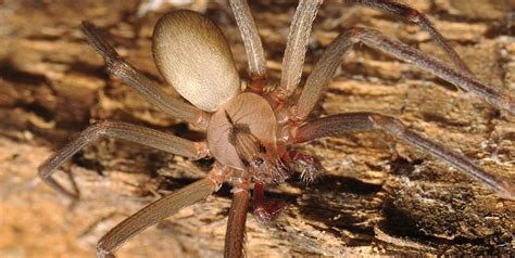 Facts About Brown Recluse Spiders Hole In One Pest Solutions