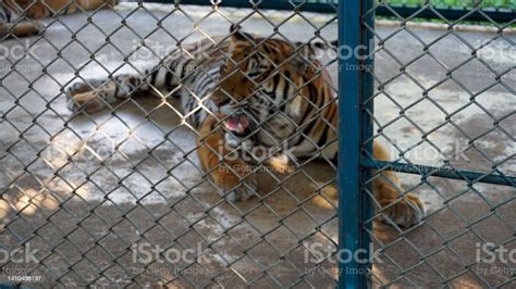 Beautiful Tired Tigers In The Aviary Tiger Zoo Stock Photo Download