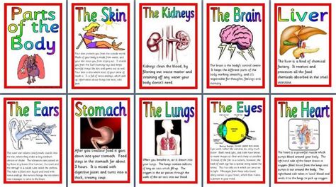 There are so many great resources on the internet for complementing your human body studies, many of them being free! KS2 Science teaching resource, Parts of the Body, Human ...
