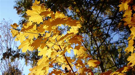 Autumn Leaves Rustling In The Wind 23 Stock Footage Videohive