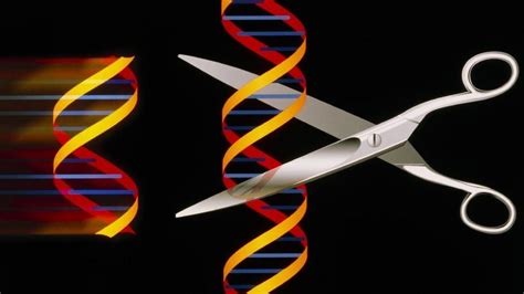 Gene Editing Method Shrinks Cancer Bbc News
