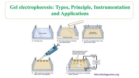 Sds Page Electrophoresis Microbiology Notes