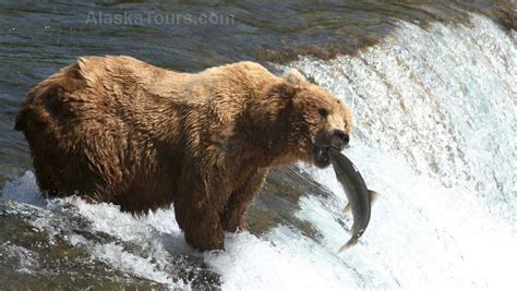 Grizzly Bears Vs Brown Bears Differences Alaska Tours