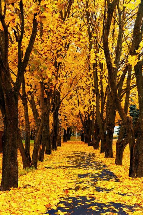 Autumn By Igor Poluchin 500px Yellow Aesthetic Pastel Yellow