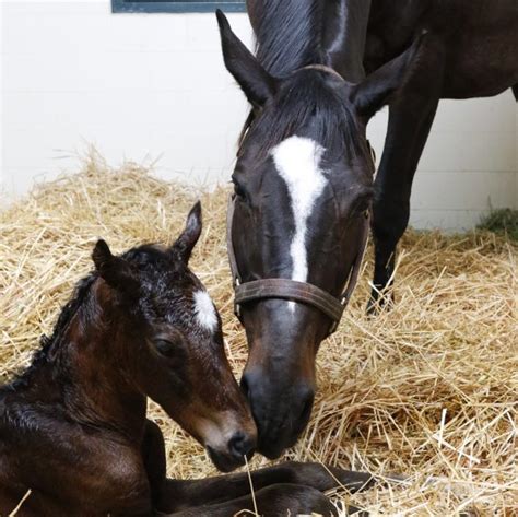 Jika kalian penasaran, kalian bisa melihat cuplikan videonya di bawah ini. Zenyatta Has a Medaglia d'Oro Filly