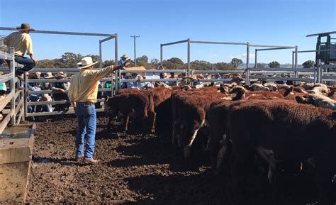 Dry Pushes More Cattle Into Southern Saleyards Beef Central