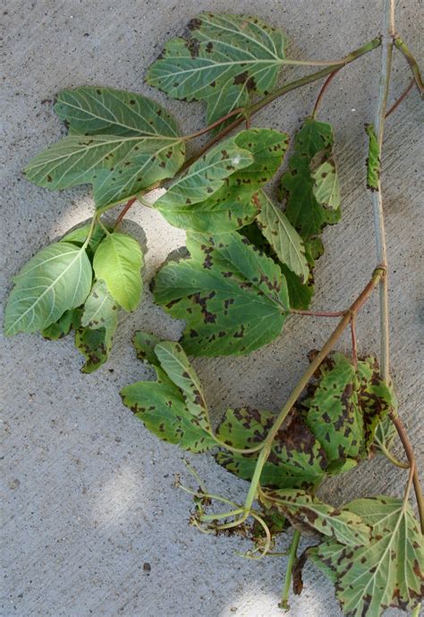 Jeffco Master Gardeners Viburnum Bacterial Blight By Mary Small