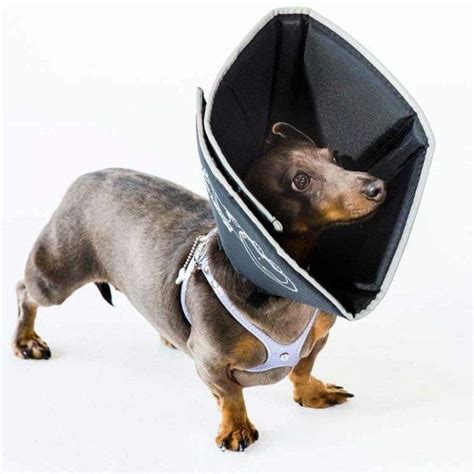 The Best Alternatives To The Dog Cone Of Shame 2021 Smart Bark