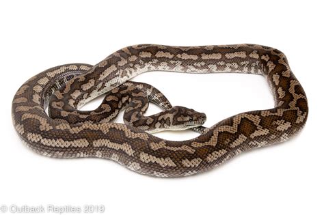 Adult Female Coastal Carpet Python Outback Reptiles