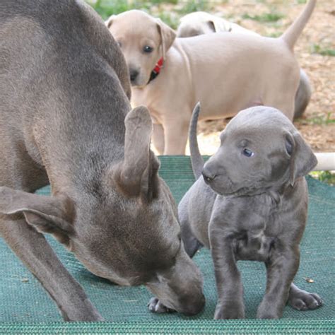 Blue Lacy My Dog Breeders Part 50