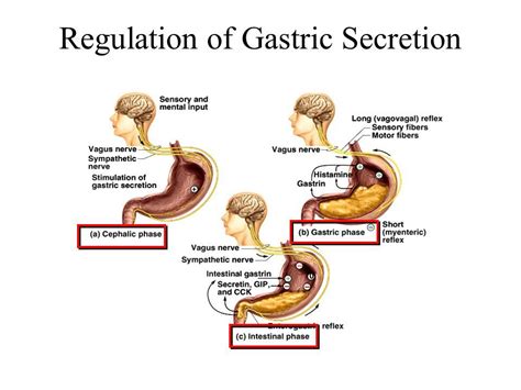 Phases Of Gastric Secretion Phases Of Digestion 2019 03 03