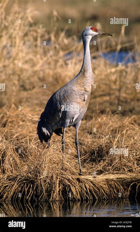 Sandhill Crane George C Reifel Migratory Bird Sanctuary Delta Canada