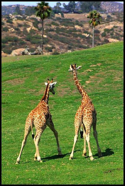 Giraffes San Diego Zoo Safari Park San Diego Safari Park Giraffe