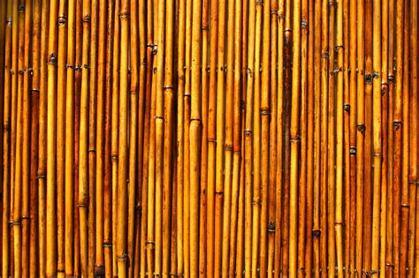 Bamboo Wood Texture