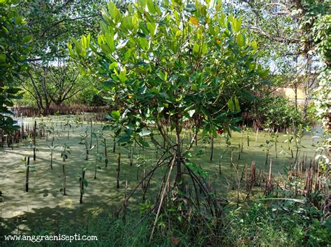 Belajar Di Ekowisata Mangrove Wonorejo Anggraeni Septi