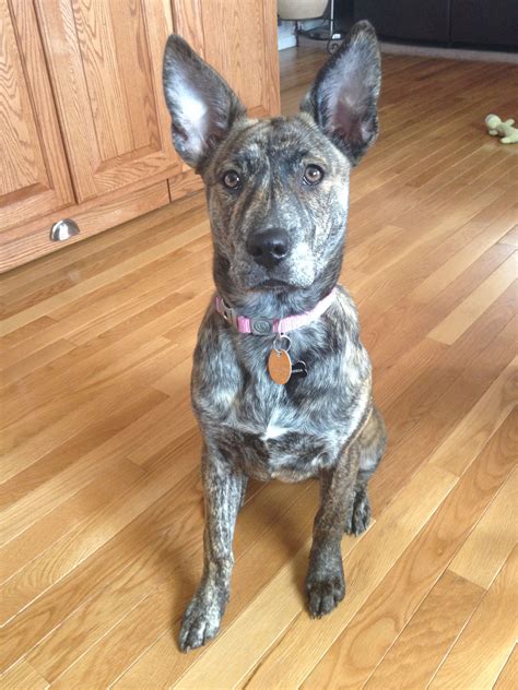 Blue Nose Pitbull Mixed With German Shepherd