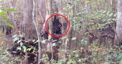 Bigfoot Sighting Us Forestbest Bigfoot Sighting Ever Shows Giant