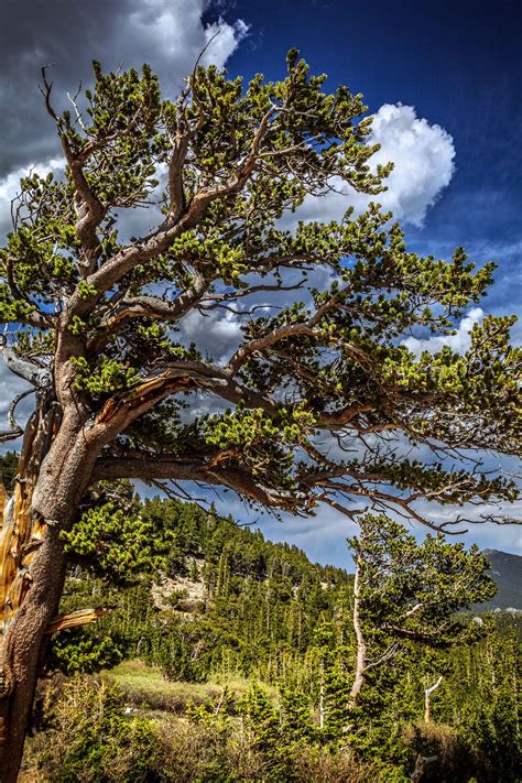 Bristlecone Pine Trees On Mt Evans In Colorado Printable Etsy