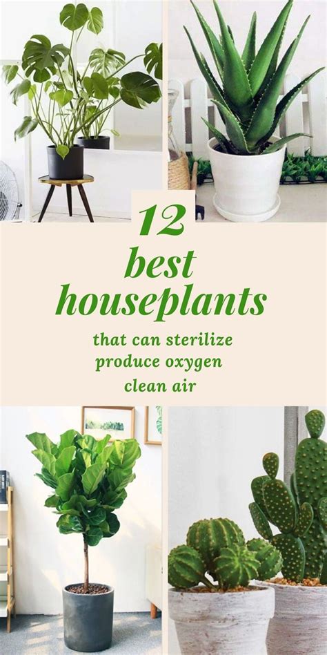 12 Best Air Cleaning Houseplants That Are Easy To Keep Alive Air