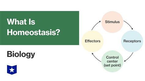 What Is Homeostasis Biology Youtube