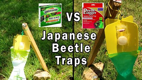 Testing Two Japanese Beetle Traps Youtube