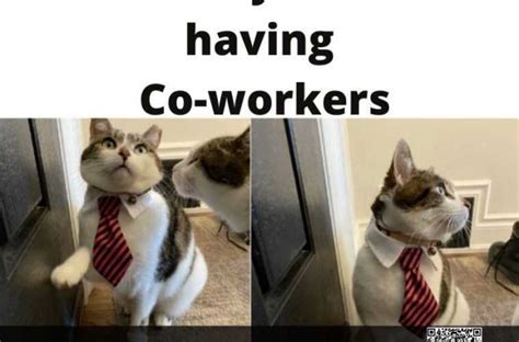 Find and save work anniversary memes memes | from instagram, facebook, tumblr, twitter & more. Funny Quarantine Cat Memes #QuarantineCats - The Funny ...