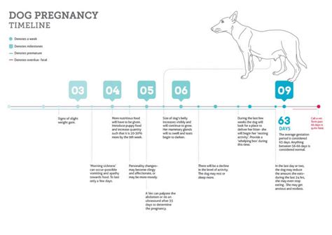 47 Dog Pregnancy Tips For Successful Birth Give √ Dog Gestation Labor