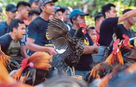 Penjelasan mitos ayam berkokok, seekor ayam jantan berkokok saat matahari terbenam meramalkan cuaca buruk. Gelanggang raja kokok Kelantan | Harian Metro
