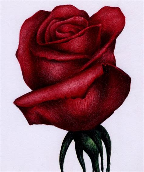 Red Roses Drawings Clipart Best