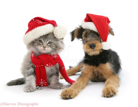 Pets Maine Coon Kitten And Airedale Puppy In Santa Hats Photo Wp22942