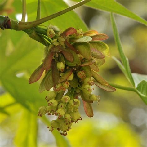 Developing Samara Seeds Of Native Bigleaf Maple Acer Macrophyllum