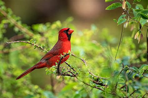 Male Northern Cardinal Cardinalis Cardinalis Perched On A Tree Branch