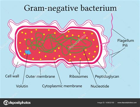 Gram Negative Bacteria Ph