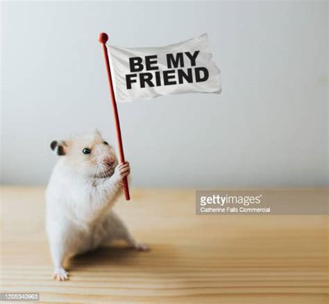 Funny Hamster Photos And Premium High Res Pictures Getty Images