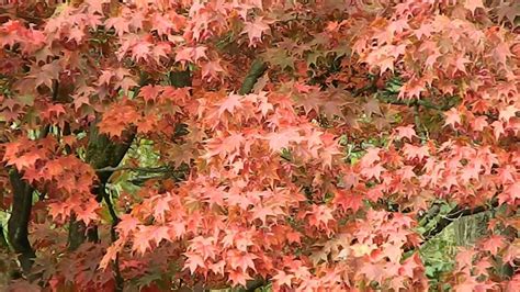 Sharp's pygmy shin deshojo shira red shishigashira shishi yatsubusa suminigashi tamukeyama tobiosho trompenburg Acer palmatum Osakazuki - YouTube