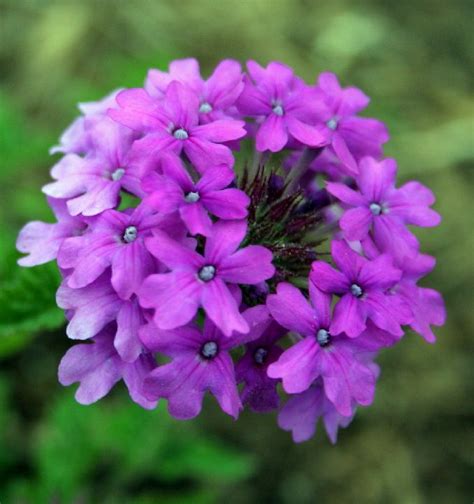 It can get pretty hot sitting in the sun all day. 22 Best Flowers for Full Sun | Flower, Verbena and Gardens