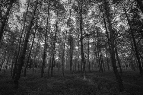 Black And White Forest Wallpaper For Pc Nature Wallpaper